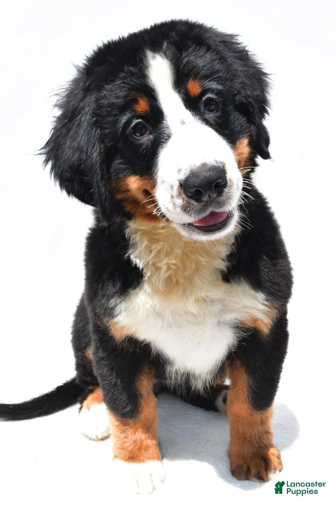 Bernese Mountain Dog dogs for sale: Kiwi - Image 7