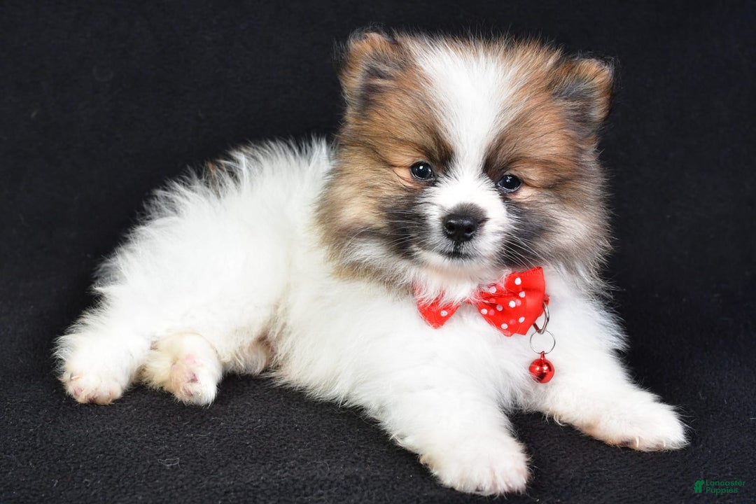 Pomeranian dogs for sale: Edger - Image 2