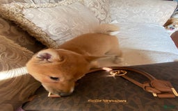 Shiba Inu dogs for sale: Cleo - Image 2