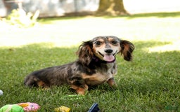 Miniature Dachshund dogs for sale: Sallie - Image 4