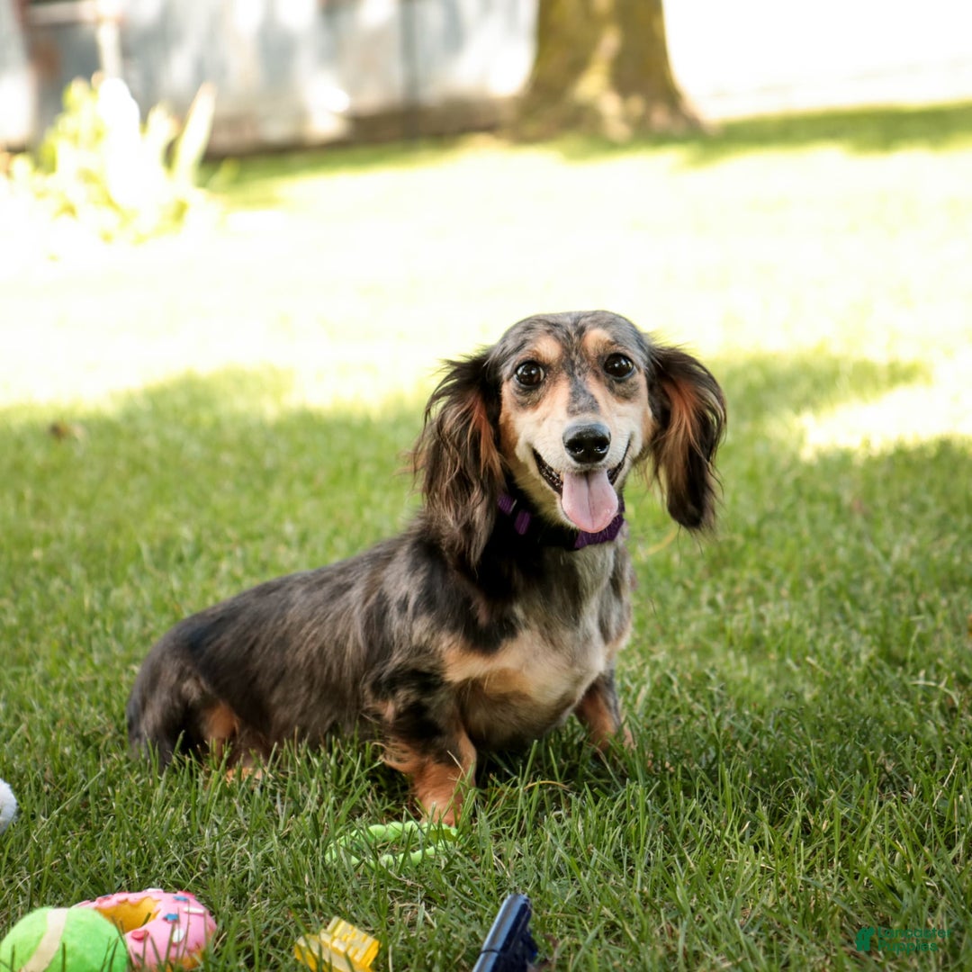 Miniature Dachshund dogs for sale: Sallie - Image 4