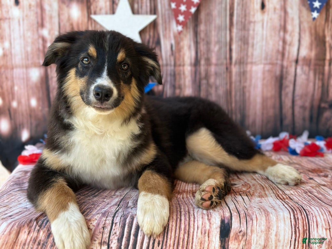 Australian Shepherd dogs for sale: Purple Collar Girl - Image 7