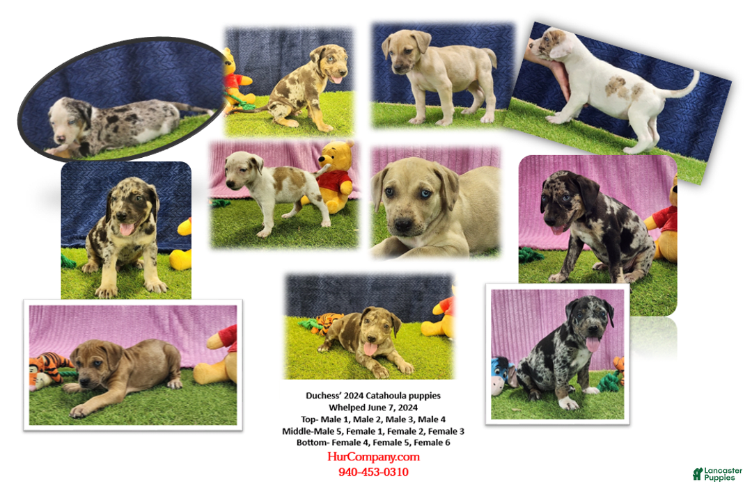 Catahoula Leopard Dog dogs for sale: Duchess 2025 Female 2 - Image 3