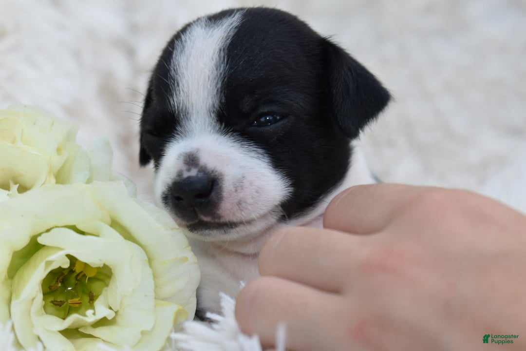 Chihuahua dogs for sale: Neyah - Image 2