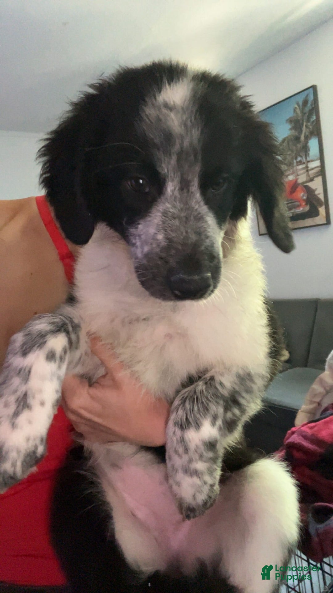 Australian Cattle Dog dogs for sale: Ash - Image 6