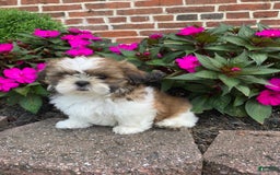 Shih Tzu dogs for sale: Luca - Image 3