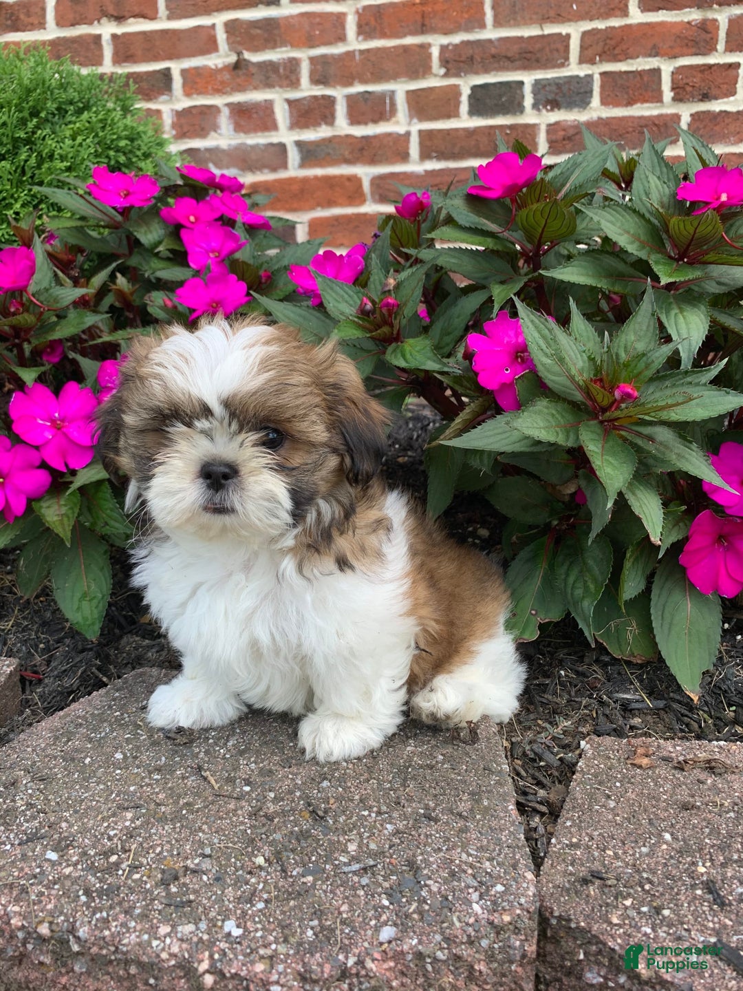Shih Tzu dogs for sale: Luca - Image 3