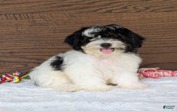 Teddy Bear dogs for sale: Bodie - Image 9