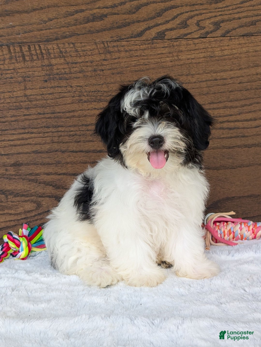 Teddy Bear dogs for sale: Bodie - Image 9