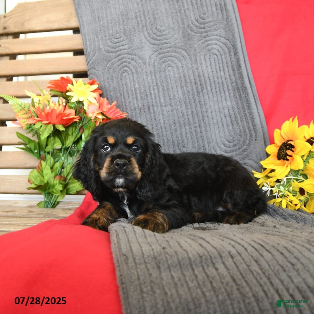 Cocker Spaniel dogs for sale: Pepper - Image 7