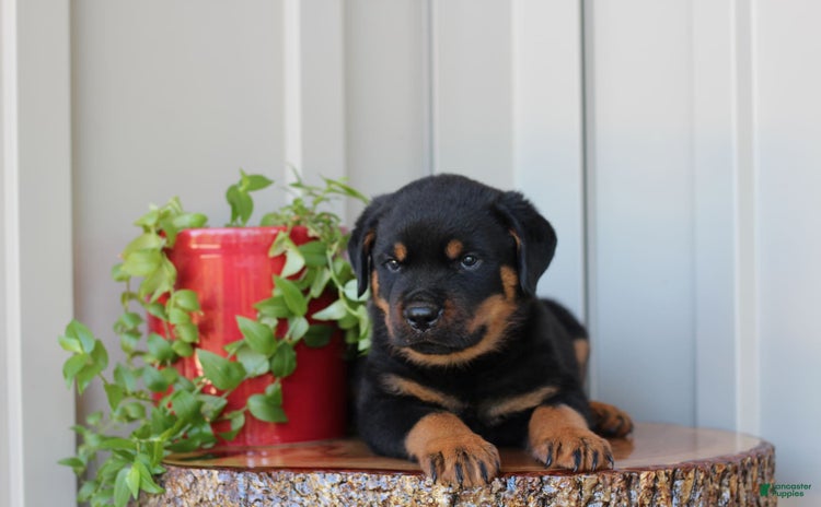 Rottweiler dogs for sale - Ad 5