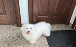 Coton De Tulear dogs for sale: Jj - Image 6