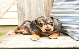 Miniature Dachshund dogs for sale: Dustin - Image 2