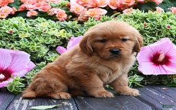 Golden Retriever dogs for sale: Wyatt - Image 3