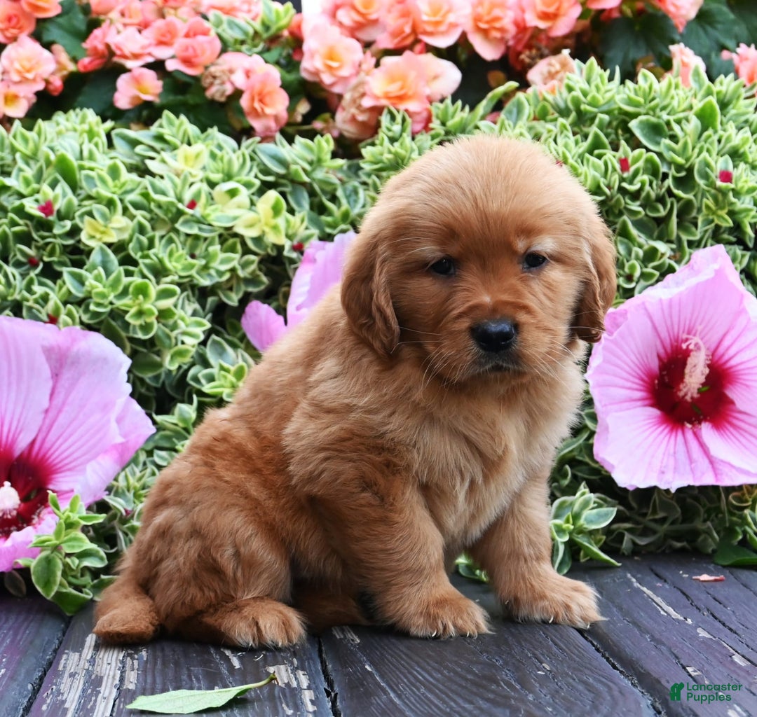 Golden Retriever dogs for sale: Wyatt - Image 3