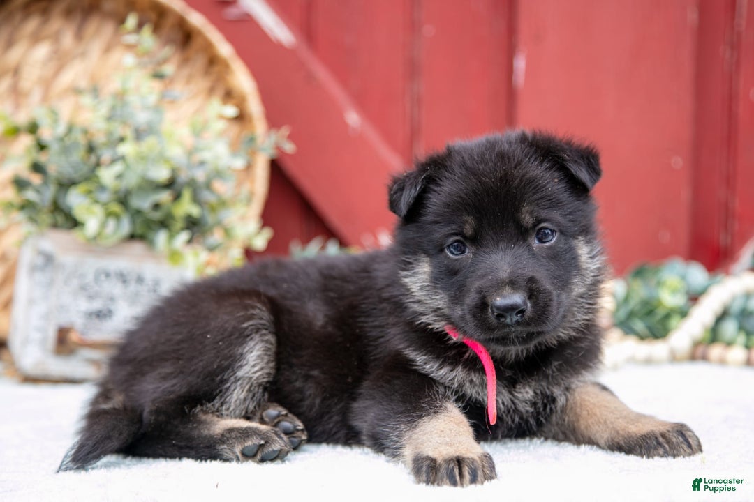 German Shepherd dogs for sale: Skipper - Image 5