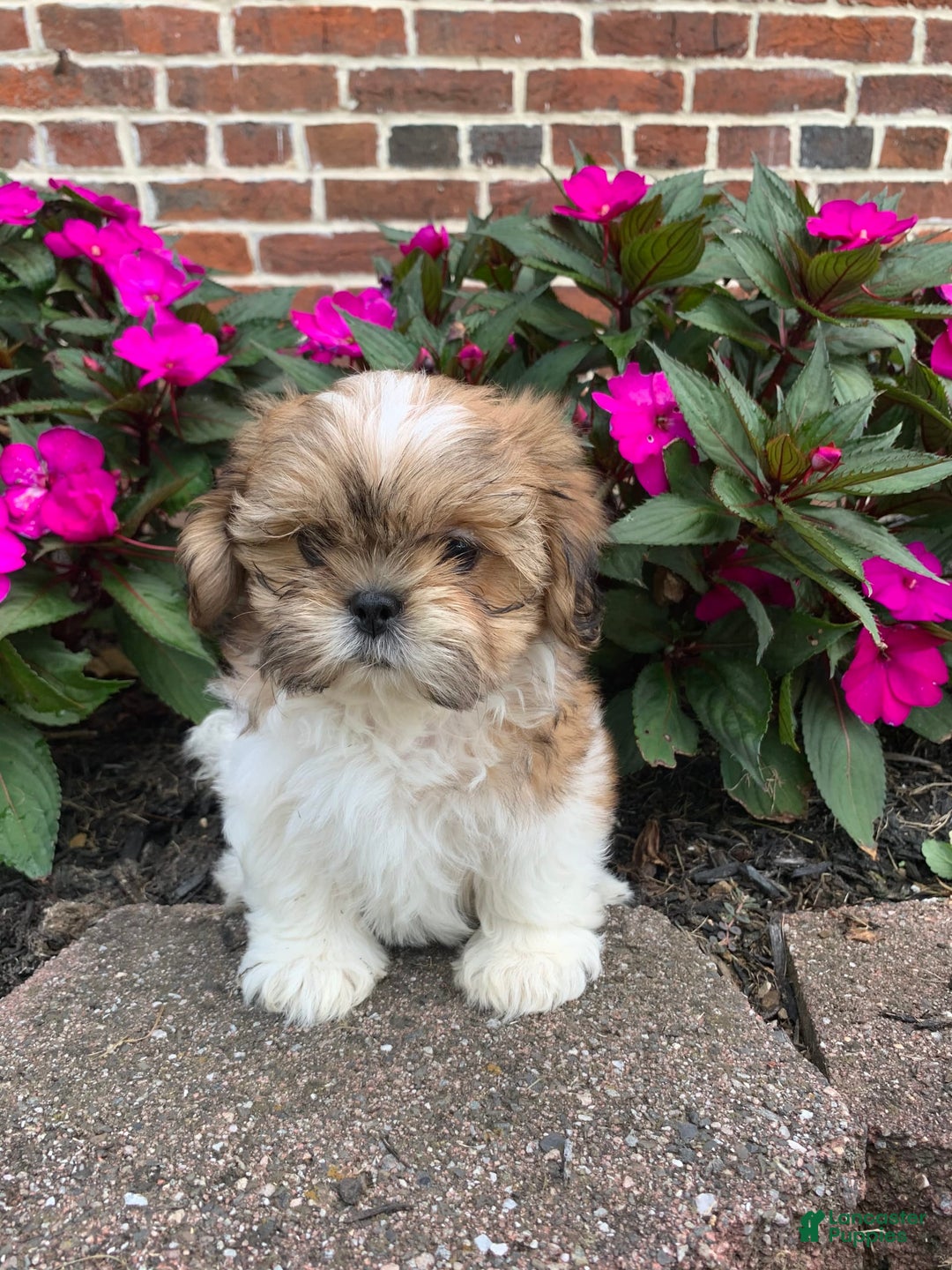Shih Tzu dogs for sale: Lizzie - Image 9