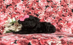Yorkiepoo dogs for sale: Trista - Image 3