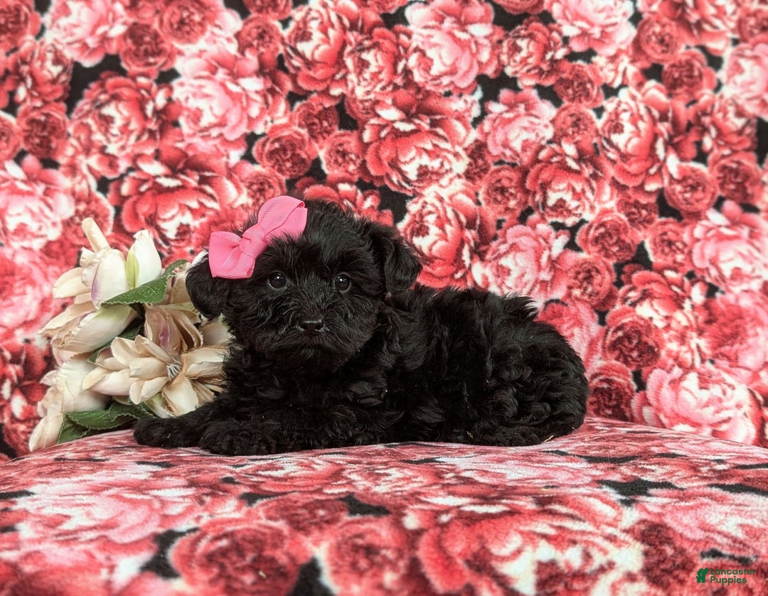 Yorkiepoo dogs for sale: Trista - Image 3
