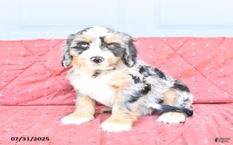 Miniature Bernese Mountain Dog dogs for sale: Hank - Image 8