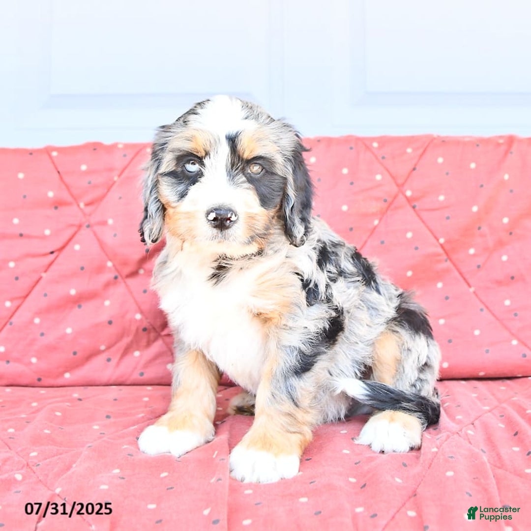 Miniature Bernese Mountain Dog dogs for sale: Hank - Image 8