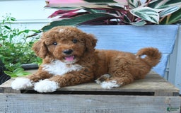 Mini Goldendoodle dogs for sale: Paris - Image 2