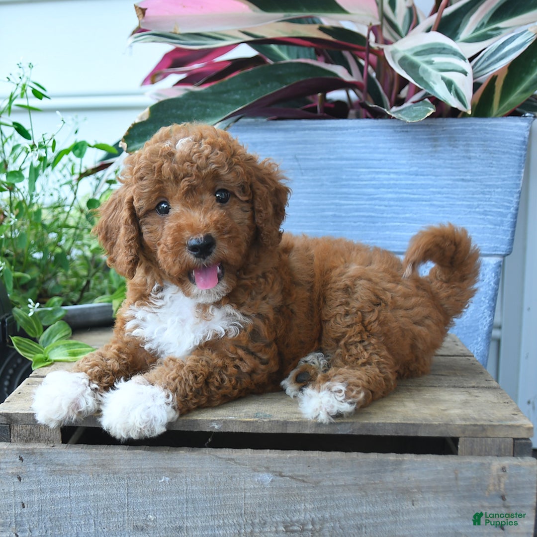 Mini Goldendoodle dogs for sale: Paris - Image 2