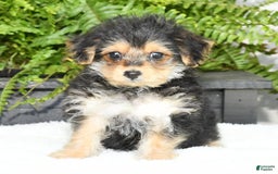 Yochon dogs for sale: Ricky - Image 2