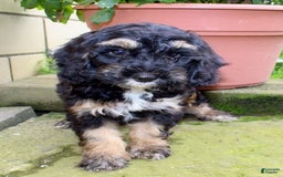 Cockapoo dogs for sale: Sunni - Image 2