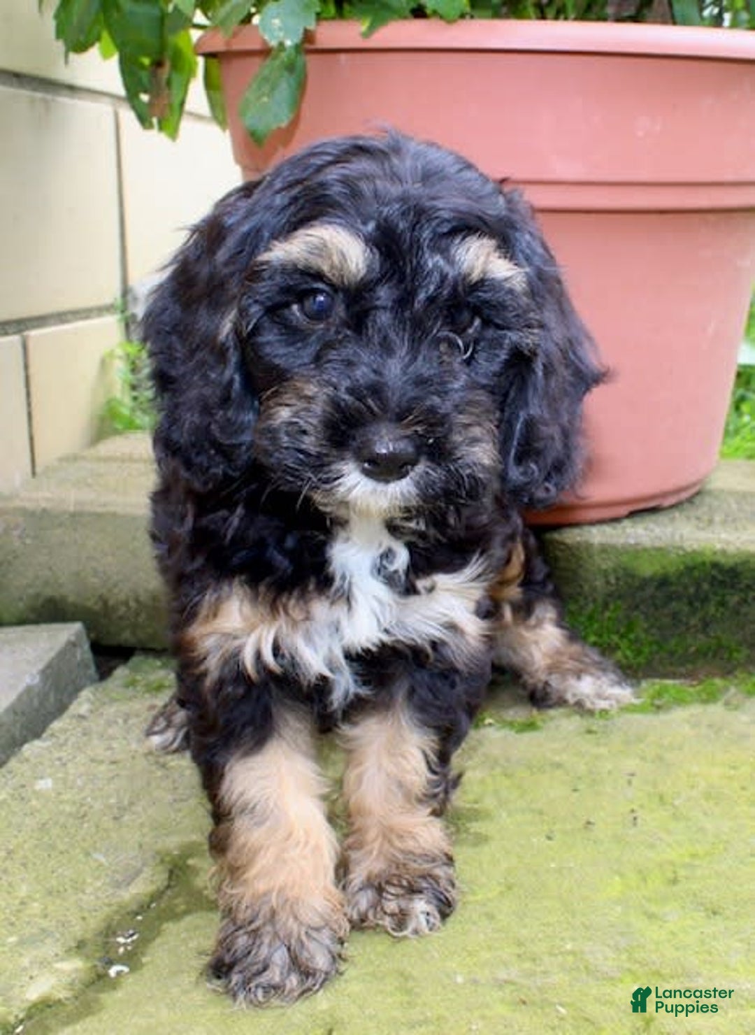 Cockapoo dogs for sale: Sunni - Image 2