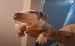 American Staffordshire Terrier dogs for sale: Grace - Image 2