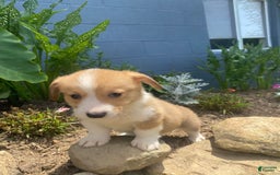 Welsh Corgi Pembroke dogs for sale: Pippy - Image 6