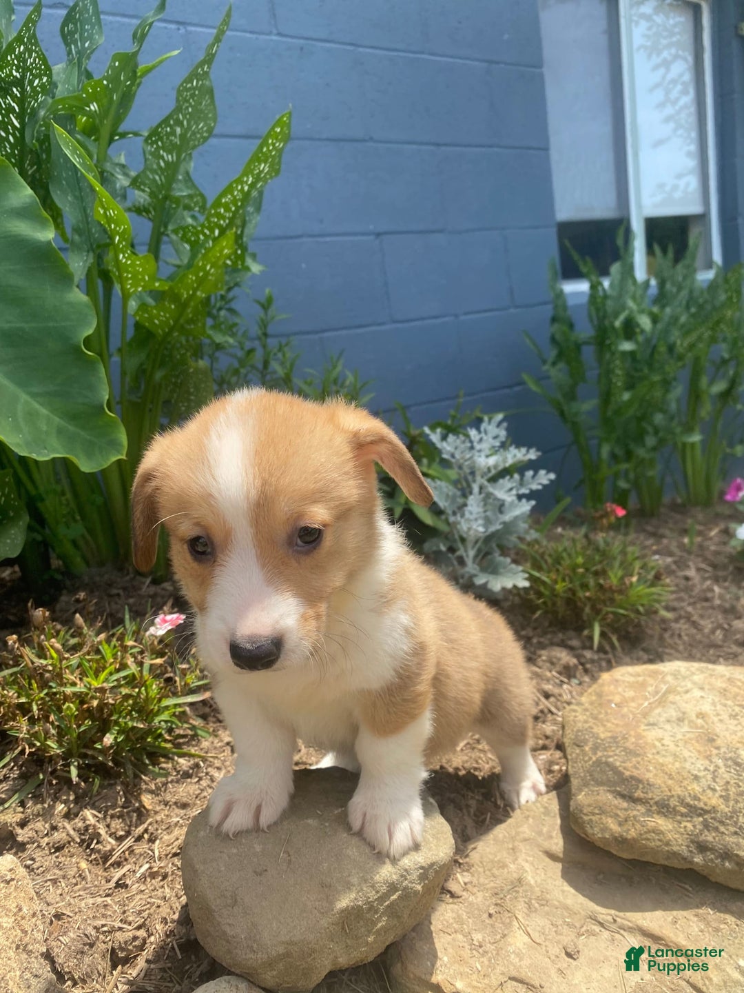 Welsh Corgi Pembroke dogs for sale: Pippy - Image 6