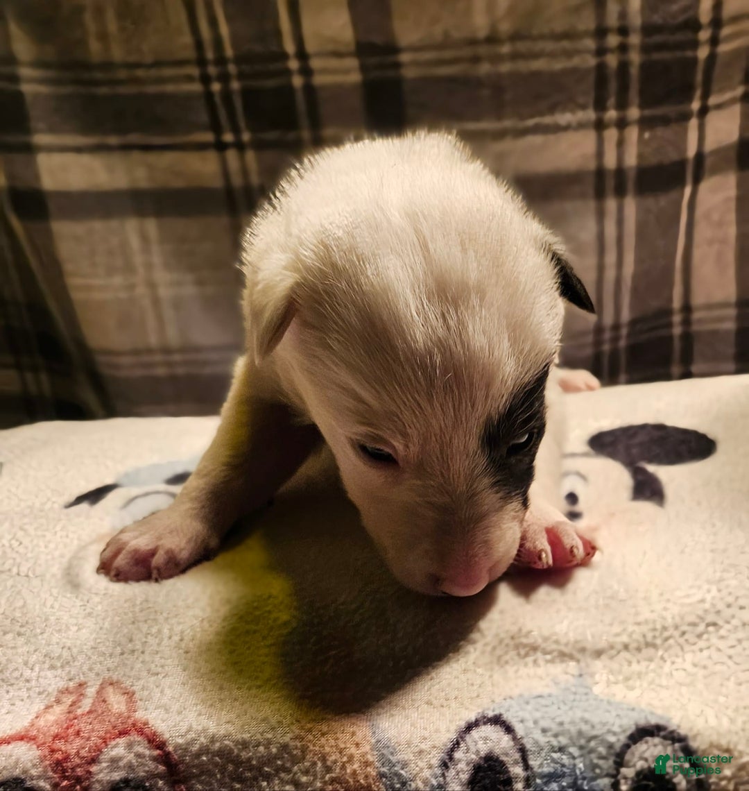 Border Collie dogs for sale: Bambi - Image 22