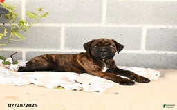 Cane Corso dogs for sale: Inky - Image 6