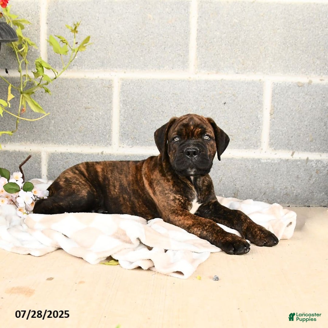 Cane Corso dogs for sale: Inky - Image 6