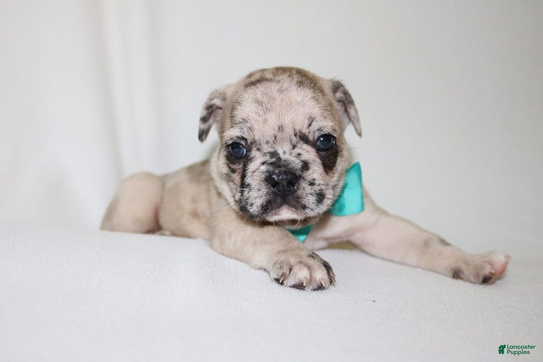 French Bulldog dogs for sale: Loki Akc - Image 14