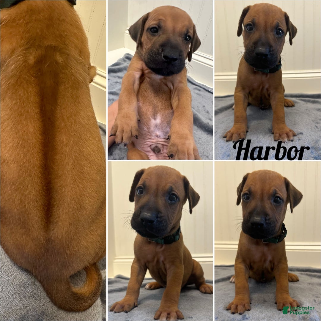 Rhodesian Ridgeback dogs for sale: Harbor - Image 3