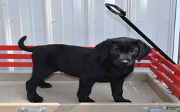 Labrador Retriever dogs for sale: Lassie - Image 10