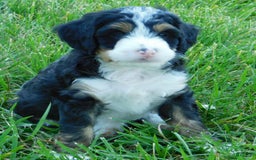 Mini Bernedoodle dogs for sale: Katie - Image 1