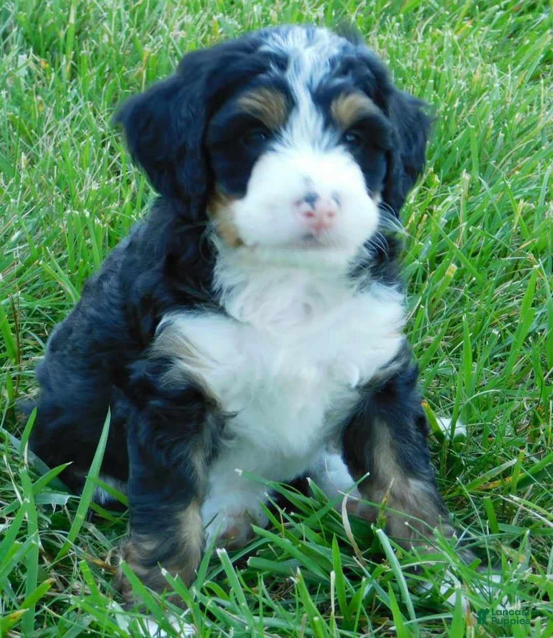 Mini Bernedoodle dogs for sale: Katie - Image 1