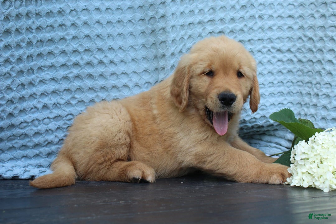 Golden Retriever dogs for sale: Trouble - Image 2