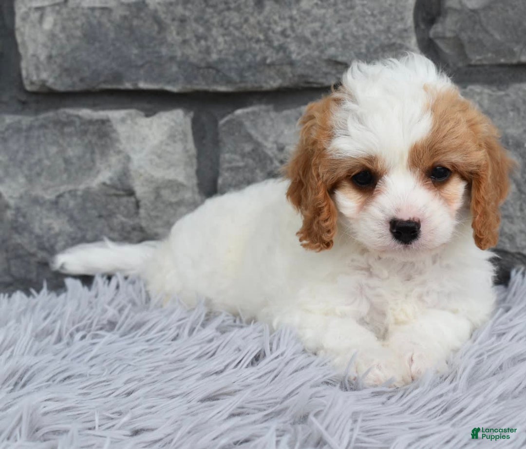 Cavapoo dogs for sale: Abby - Image 2