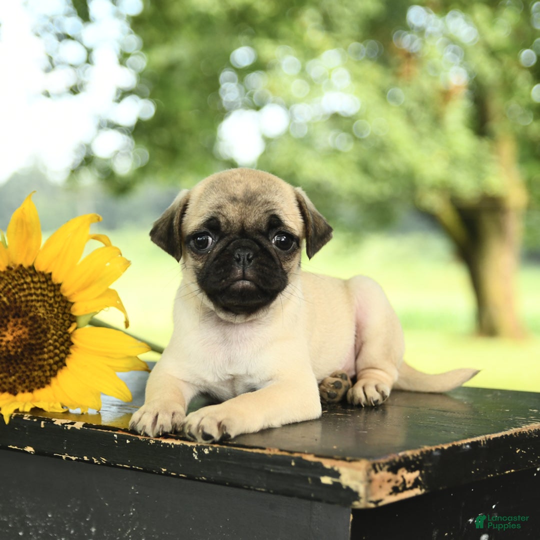 Pug dogs for sale: Rosie - Image 1