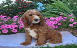 Goldendoodle dogs for sale: Royal - Image 8