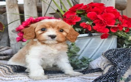 Cavapoo dogs for sale: Dakota - Image 1