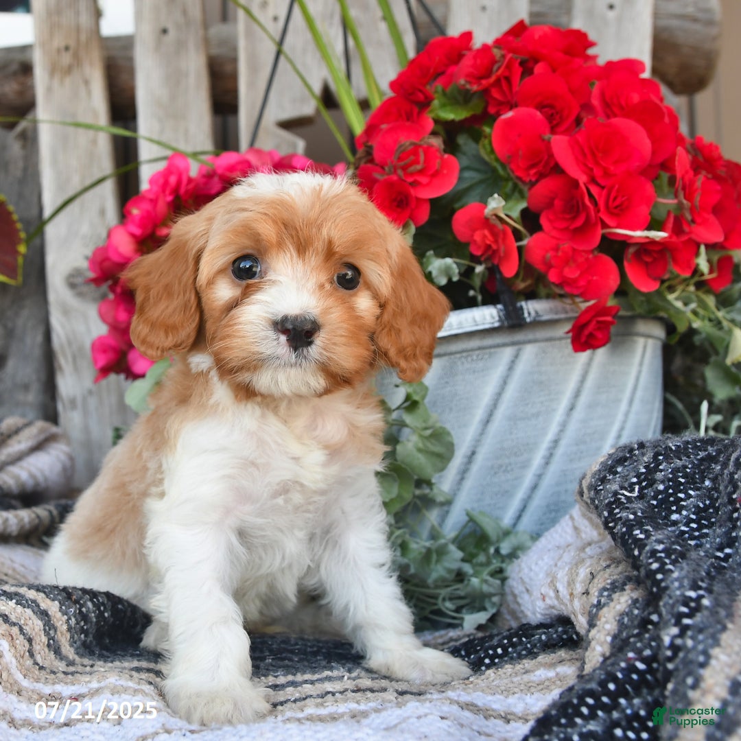 Cavapoo dogs for sale: Dakota - Image 1