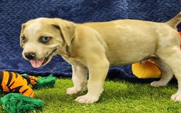 Catahoula Leopard Dog dogs for sale: Tess 2025 Male 3 - Image 7