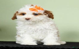 Miniature Poodle dogs for sale: Azalea - Image 4