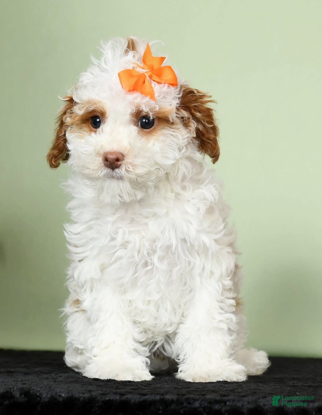 Miniature Poodle dogs for sale: Azalea - Image 4